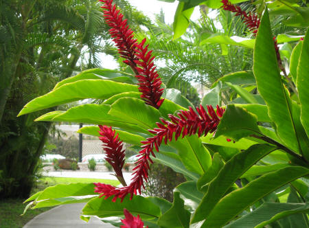 Hong Kong Parks and Gardens