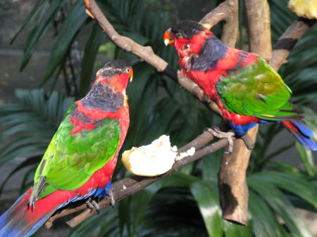 Aviary in Kowloon Park, Hong Kong